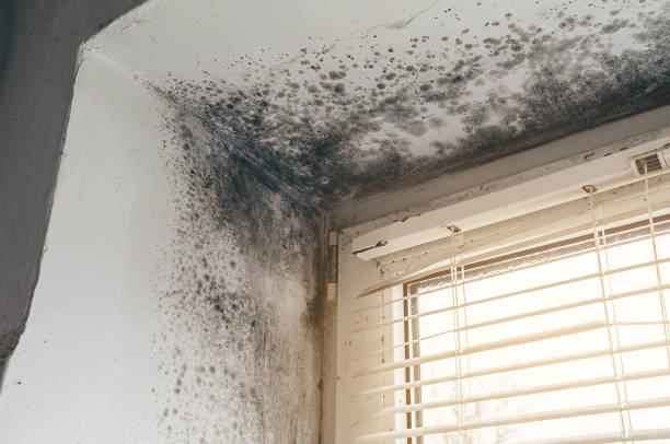 Affordable Attic Mold Remediation solutions in Oregon City, OR