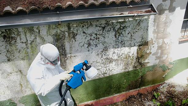 Top rated local Attic Mold Remediation specialists in Oregon City, OR